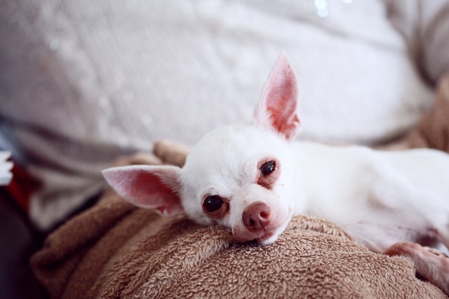 Chiuhuahua-a-pelo-corto-bianco