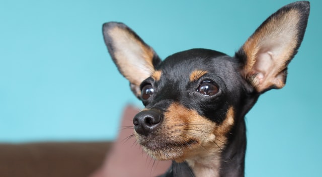 Chihuahua-marrone-e-nero