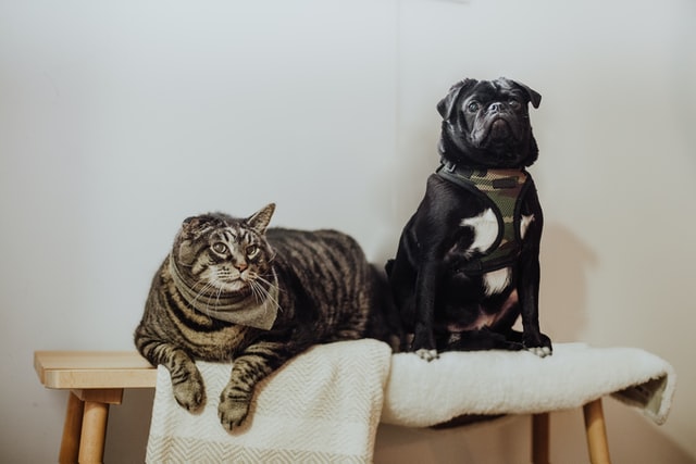 cane e gatto
