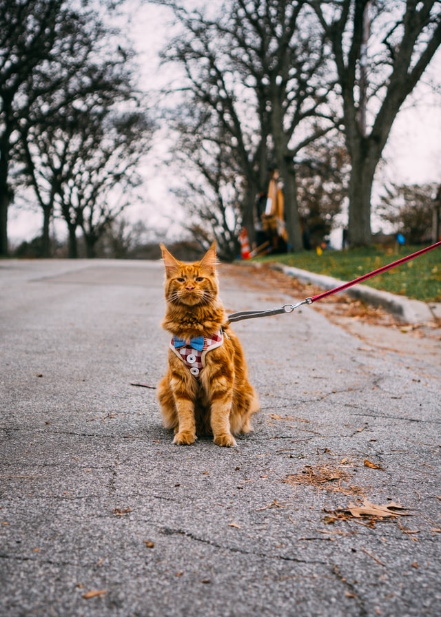 gatto rosso con pettorina