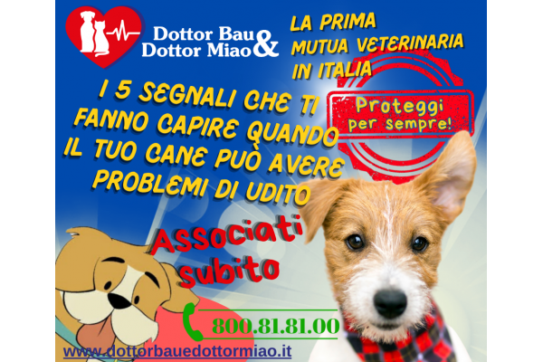 I 5 segnali che ti fanno capire quando il tuo cane può avere problemi di udito