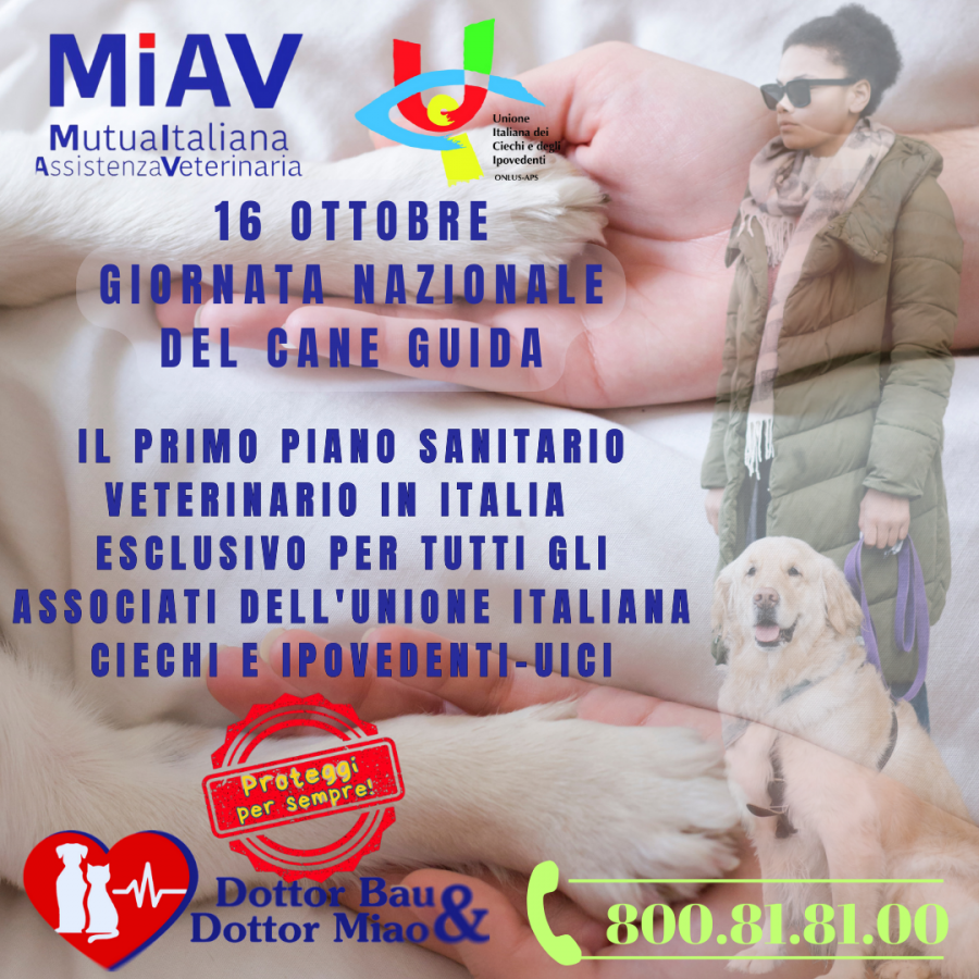 🐾 La Magia Silenziosa del Cane Guida: Un Viaggio di Fiducia e Dedizione 🐾
