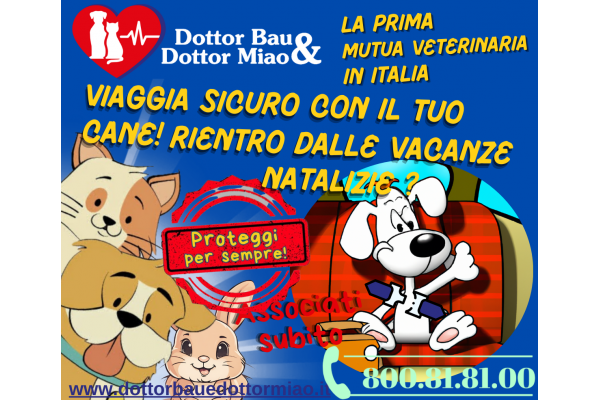 🚗🐶 Rientro dalle Vacanze Natalizie? Viaggia Sicuro con il Tuo Cane! - Consigli Invernali di MIAV ❄️🎄
