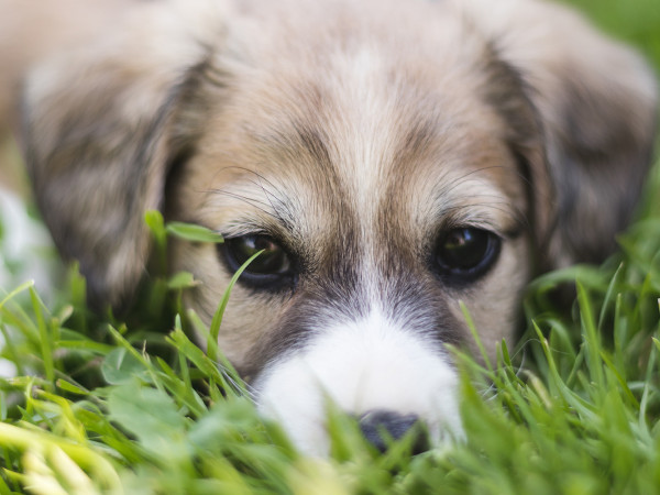 Dermatite Del Cane Come Curarla E Riconoscere I Sintomi News Miav