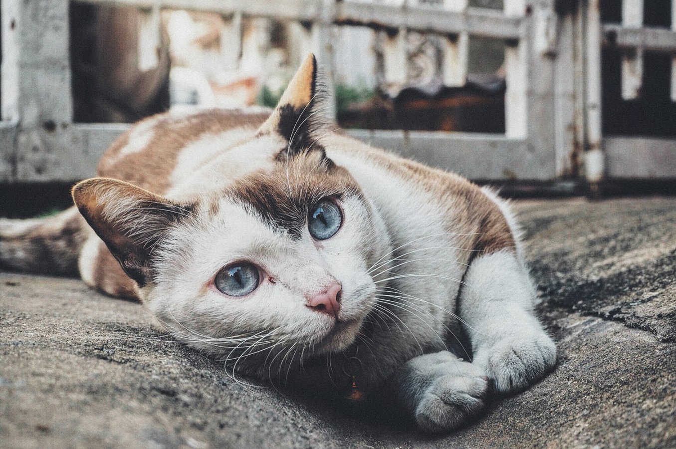 Malattie Della Pelle Del Gatto Riconoscerle E Curarle News Miav