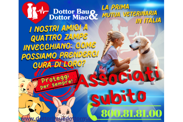 🐾 Anche i nostri amici a quattro zampe invecchiano: come possiamo prenderci cura di loro? 🐶❤️