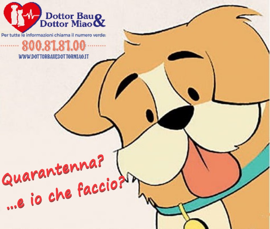 Come gestire al meglio il cane e noi durante la quarantena