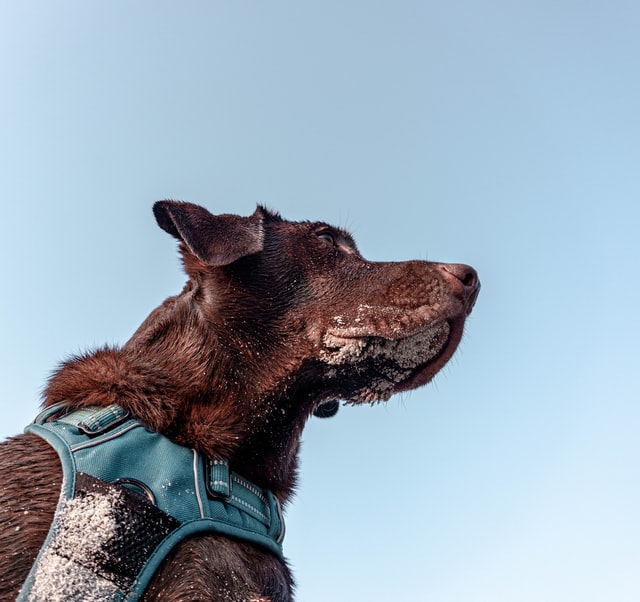 per cuccioli pettorina per cani regolabile Imbracatura e guinzaglio in tessuto denim conigli colore: blu scuro gattini senza tirare con stampa poliziotta Smalllee_lucky_store per cuccioli pettorina per cani regolabile Imbracatura e guinzaglio in tessuto denim conigli colore: blu scuro gattini senza tirare con stampa poliziotta Smalllee_lucky_store