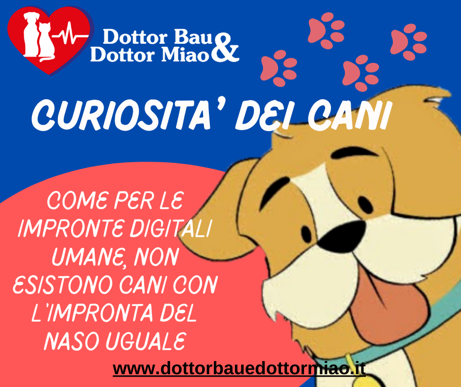 Curiosità dei cani...impronta del naso